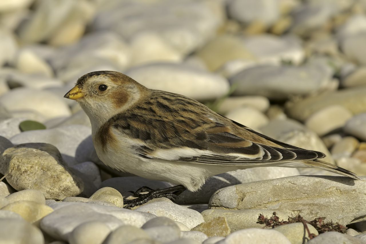 Zigolo delle nevi (Plectrophenax nivalis)